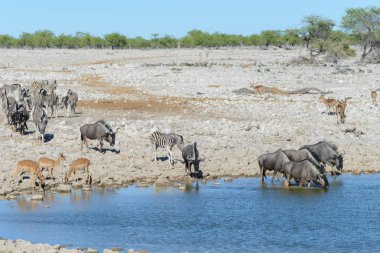 Afrika Milli Park içinde vahşi gnu antilop
