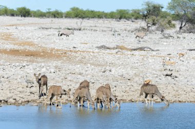 Afrika savana vahşi kudu antilop