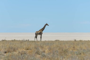 Afrika savana yürüyüş zürafa