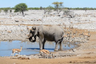 Savana içinde su birikintisinin üzerinde vahşi Afrika fili