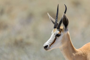 Afrika savana vahşi springbok antilop portre yakın çekim