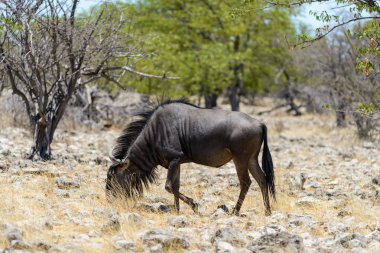Afrika Milli Park içinde vahşi gnu antilop