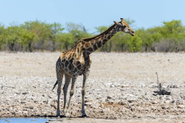 Su birikintisinin Afrika savana zürafa