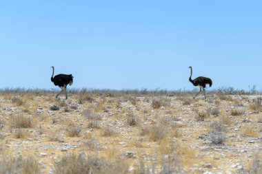 Vahşi devekuşu Afrika savana yürüyüş