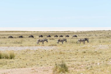 Vahşi zebralar gnu antilop ile Afrika savana arka plan üzerinde yürüyüş