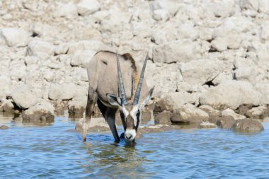 Afrika savana vahşi Afrika antilobu antilop