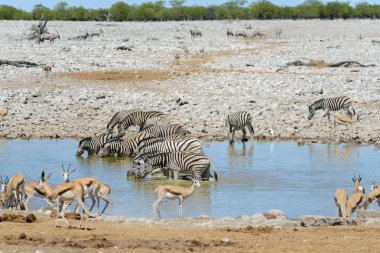 Vahşi Afrika hayvanları-gnu, kudu, orix, springbok, zebralar içme suyunda su birikintisinin