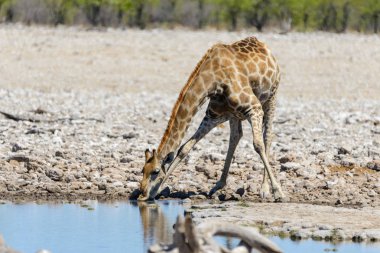 Zürafa içme suyu su birikintisinin Afrika savana üzerinde