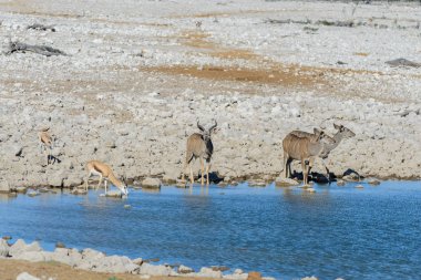 Afrika savana vahşi kudu antilop