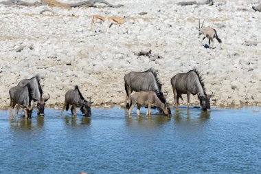 Afrika Milli Park içinde vahşi gnu antilop