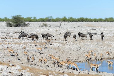 Vahşi Afrika hayvanları-gnu, kudu, orix, springbok, zebralar içme suyunda su birikintisinin