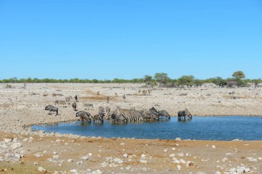 Su birikintisinin Afrika savana vahşi zebralar içme suyunda