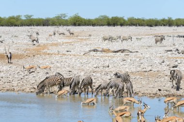 Vahşi Afrika hayvanları-gnu, kudu, orix, springbok, zebralar içme suyunda su birikintisinin