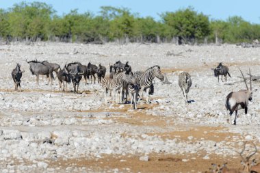 Vahşi zebralar Afrika savana yürüyüş