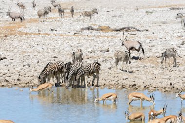 Vahşi Afrika hayvanları-gnu, kudu, orix, springbok, zebralar içme suyunda su birikintisinin