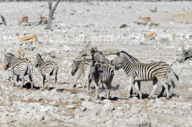 Üzerinde su birikintisinin Afrika savana vahşi zebralar
