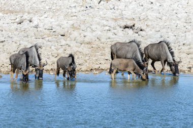 Afrika Milli Park içinde vahşi gnu antilop