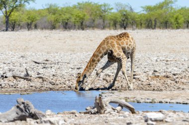 Zürafa içme suyu su birikintisinin Afrika savana üzerinde