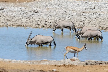 Afrika savana vahşi Afrika antilobu antilop