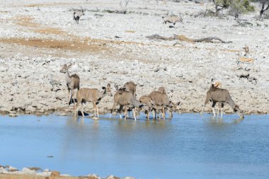 Afrika savana vahşi kudu antilop