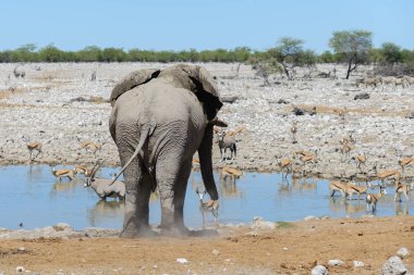 Savana içinde su birikintisinin üzerinde vahşi Afrika fili