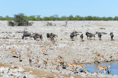 Vahşi Afrika hayvanları-gnu, kudu, orix, springbok, zebralar içme suyunda su birikintisinin