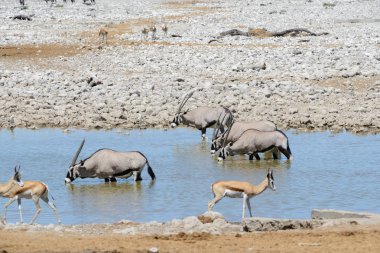 Afrika savana vahşi Afrika antilobu antilop