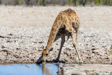 Zürafa içme suyu su birikintisinin Afrika savana üzerinde