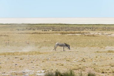 Vahşi zebralar Afrika savana yürüyüş