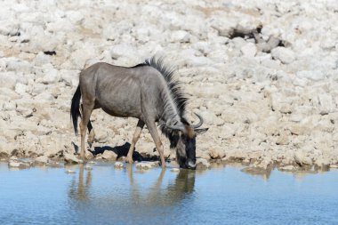 Afrika Milli Park içinde vahşi gnu antilop