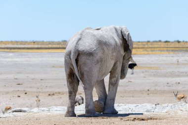 Savana içinde su birikintisinin üzerinde vahşi Afrika fili