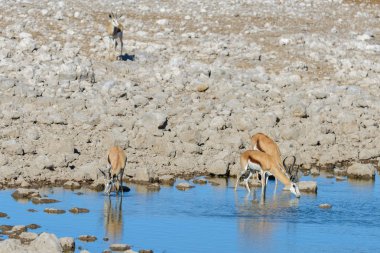 Afrika savana vahşi springbok antilop
