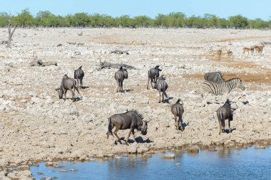 Su birikintisinin Afrika savana vahşi zebralar içme suyunda