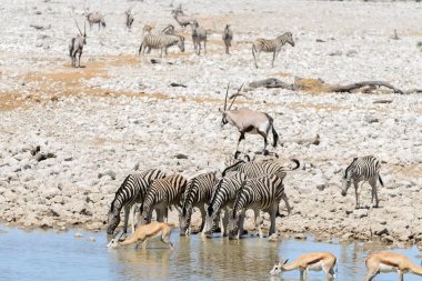 Vahşi Afrika hayvanları-gnu, kudu, orix, springbok, zebralar içme suyunda su birikintisinin