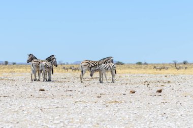 Vahşi zebralar Afrika savana yürüyüş