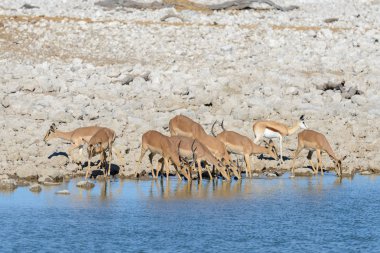 Afrika savana vahşi springbok antilop