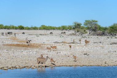 Vahşi Afrika hayvanları-gnu, kudu, orix, springbok, zebralar içme suyunda su birikintisinin