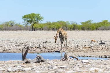 Su birikintisinin Afrika savana zürafa