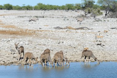 Afrika savana vahşi kudu antilop