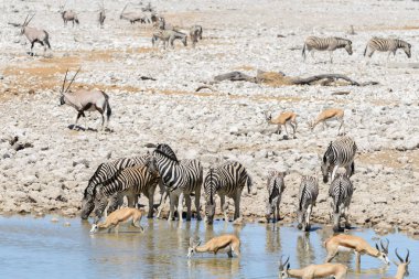 Vahşi Afrika hayvanları-gnu, kudu, orix, springbok, zebralar içme suyunda su birikintisinin