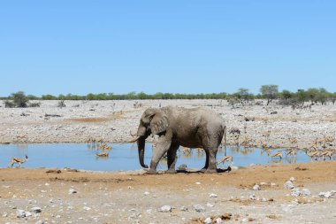 Savana içinde su birikintisinin üzerinde vahşi Afrika fili