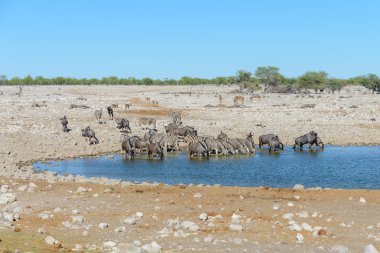 Su birikintisinin Afrika savana vahşi zebralar içme suyunda