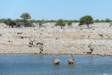 Afrika savana vahşi Afrika antilobu antilop