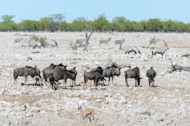 Afrika Milli Park içinde vahşi gnu antilop