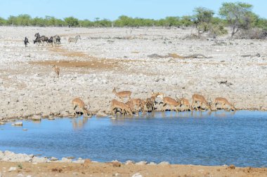 Afrika savana vahşi springbok antilop