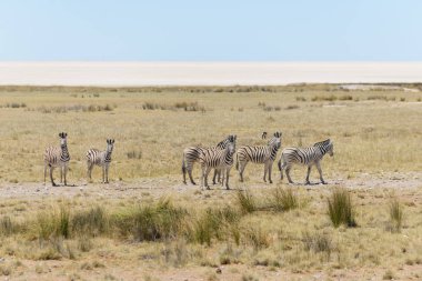 Vahşi zebralar Afrika savana yürüyüş