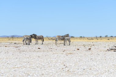 Vahşi zebralar Afrika savana yürüyüş