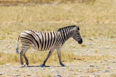 Vahşi zebra Afrika savana yürüyüş yakın çekim