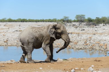 Savana içinde su birikintisinin üzerinde vahşi Afrika fili