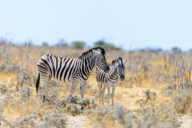 Vahşi anne Afrika savana yürüyüş yavrusu ile